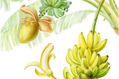 banan-mal